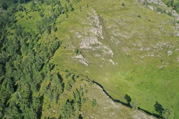 bir dağ yamacında ağaçlar ve çim, dağ Altay, Ağustos yaz ayı