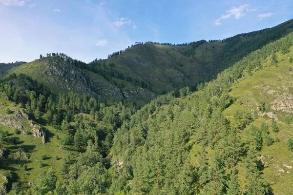 bir dağ yamacında ağaçlar ve çim, dağ Altay, Ağustos yaz ayı