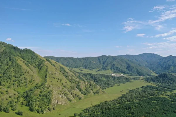 bir dağ yamacında ağaçlar ve çim, dağ Altay, Ağustos yaz ayı