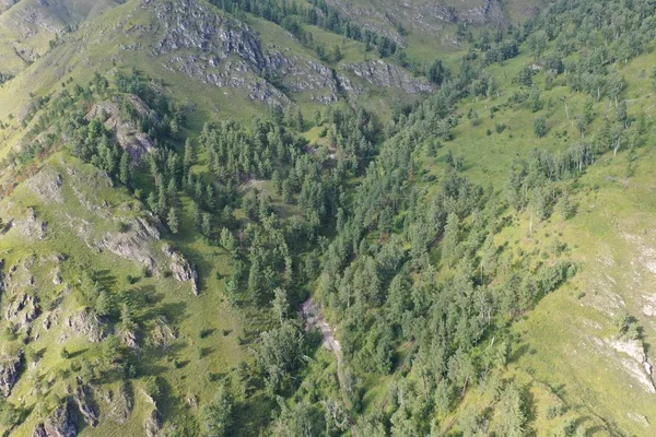bir dağ yamacında ağaçlar ve çim, dağ Altay, Ağustos yaz ayı