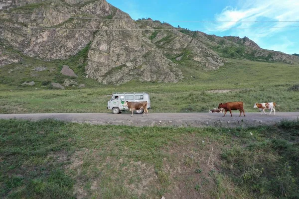cows on the road Altai Republic, summer month of August