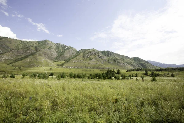 Katun nehir vadisinde bir çim alan üzerinde küçük ağaçlar, Kemal ilçe, Altay Cumhuriyeti, Ağustos ayı