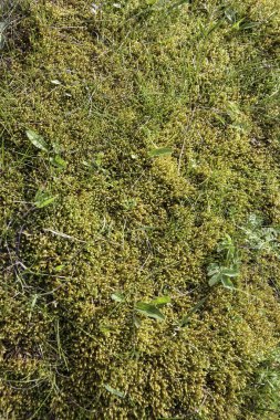 Çimenler taşların üzerinde büyüdü, doğal arka plan..