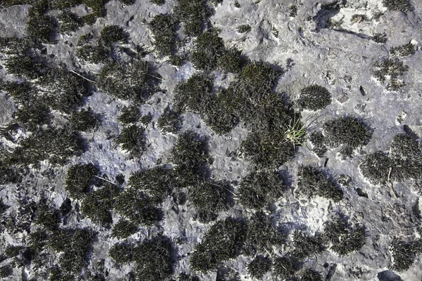 Грасс Вырос Камнях Естественный Фон — стоковое фото