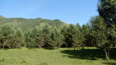 Ormanda ladin, yaz, güneşli hava