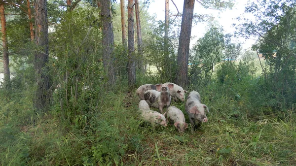 Пиг Свиньями Лесу — стоковое фото