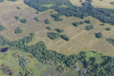 Rusya 'nın Novosibirsk bölgesindeki orman ve tarlaların manzarası.