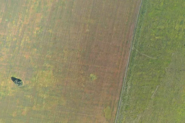 Rusya 'nın Novosibirsk bölgesindeki orman ve tarlaların manzarası.