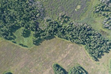 Rusya 'nın Novosibirsk bölgesindeki orman ve tarlaların manzarası.