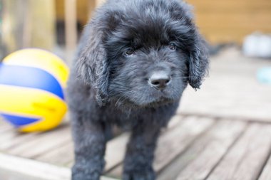 Newfoundland köpeği, 2 aylık yavru köpek.
