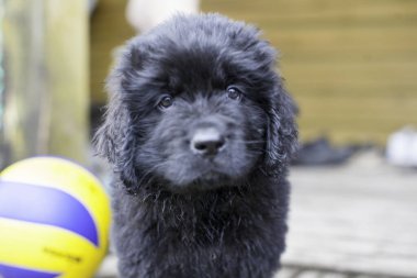 Newfoundland köpeği, 2 aylık yavru köpek.