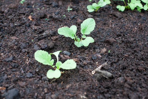 Pequeños Brotes Rábano Jardín —  Fotos de Stock