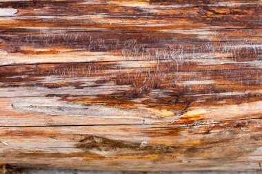 Çam ağacından yapılmış ahşap bir kütük dokusu