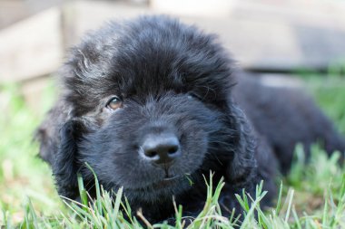 Newfoundland köpeği, 2 aylık yavru köpek.