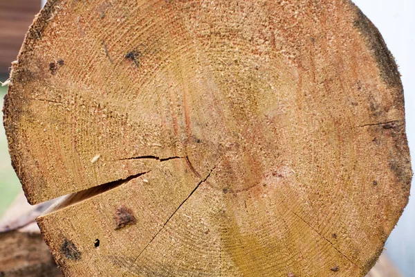 Çam ağacından yapılmış ahşap bir kütük dokusu
