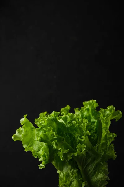 fresh lettuce leaves on dark grey background