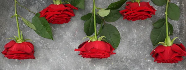 Vedere Aproape Trandafirilor Roșii Naturali Fundal Gri Exemplu Șablon — Fotografie, imagine de stoc