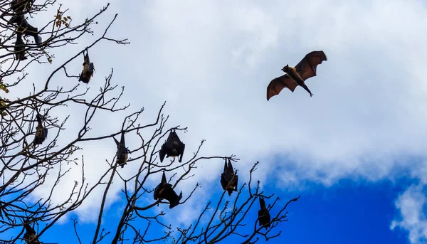 Black indian flying-foxes hanging in a tree  on the island of Sri Lanka. Scary animals.