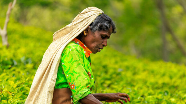 Sri Lanka woman picking up the tea leaves on tea plantation on April 2019 in Nuwara Eliya, Sri Lanka. People of Sri Lanka.