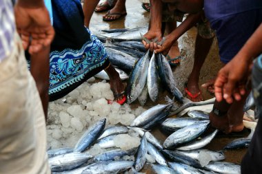 Sri Lanka 'daki balık pazarı. Balıkçı 10 Nisan 2019 'da Mirissa, Sri Lanka' daki balık pazarında büyük bir balığı bifteğe kesiyor..  