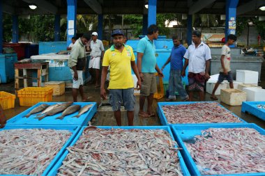 Sri Lanka 'daki balık pazarı. Balıkçı 10 Nisan 2019 'da Mirissa, Sri Lanka' daki balık pazarında büyük bir balığı bifteğe kesiyor..  