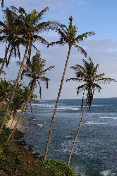 Beau Coucher Soleil Sur Plage Tropicale Sri Lanka Palmiers Soir — Photo