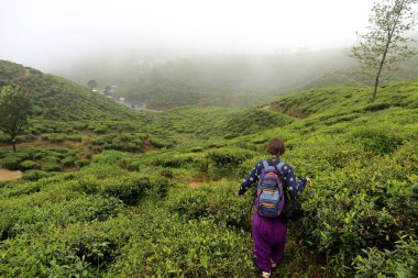 Woman traveller walking through tea plantation on foggy morning in Newark Eliya Sri Lanka. clipart