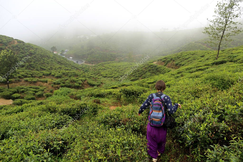 Woman traveller walking through tea plantation on foggy morning in Newark Eliya Sri Lanka.