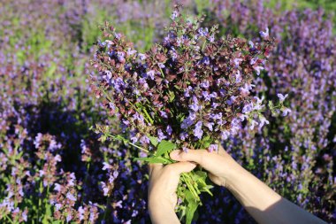Bir buket yaz çayırı çiçeğiyle el ele tutuşmak. Adaçayı çiçeği buketi. Vahşi bitkiler.