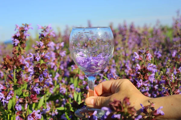 Hand holding a glass with purple flowers at the sage field.  Reflection in the glass. Summer time concept background.