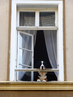  Köpek pencereden görünüyor