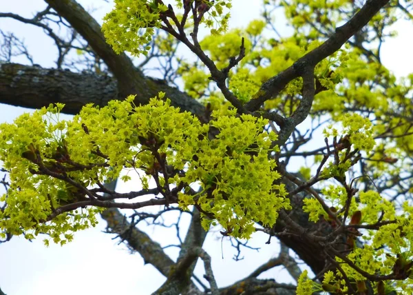 Tit Sits Tree — 스톡 사진