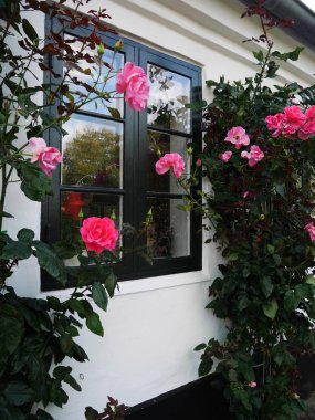 Pencerenin yanındaki gül çalısı