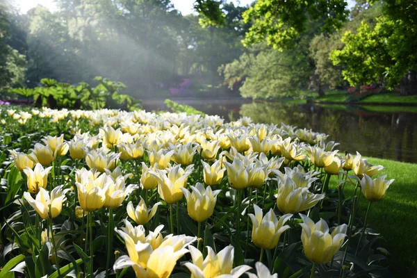 Flowers in the light of the sun on the background of a lake in Keukenhof Park,  also known as the Garden of Europe