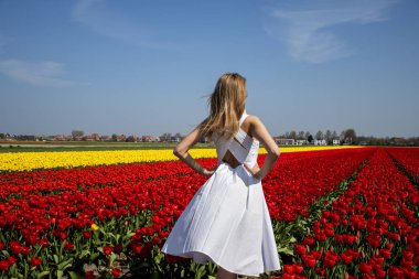 Hollanda'da lale tarlasında beyaz elbiseli sarışın kız