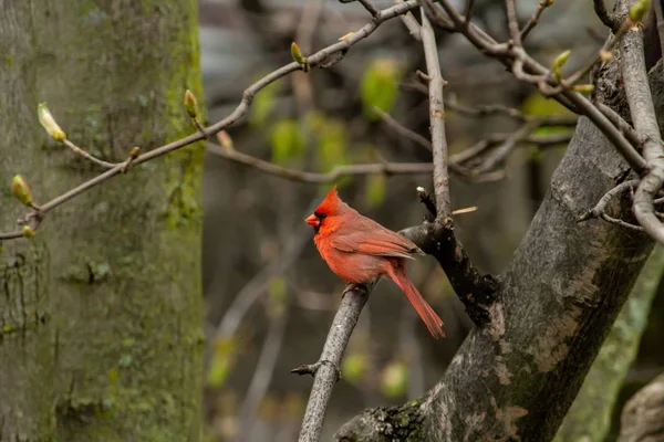 Red Cardinal bird perched on a branch of a tree in a forest
