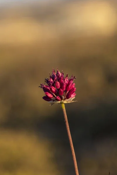 umbel of Allium amethystninum, round-headed leek,.