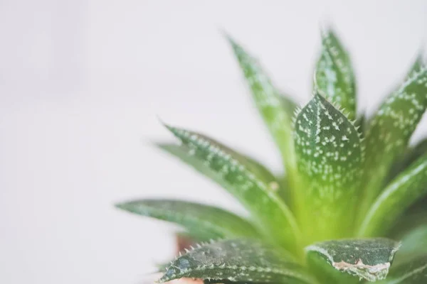 Gros plan d'une plante verte d'Aloe Vera dans un pot brun en céramique — Photo