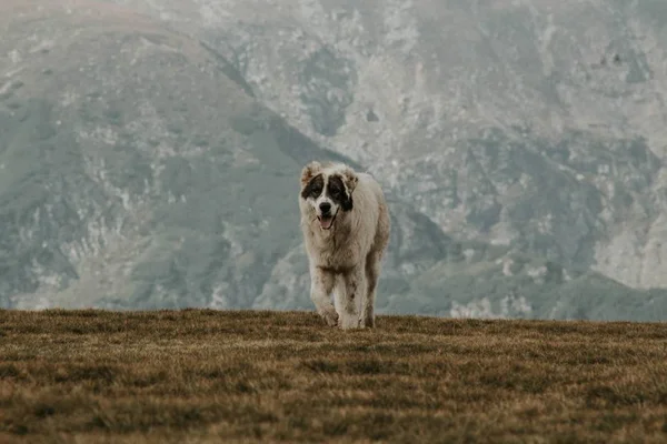 Medium short-coated gray and white dog on a green hill under with mountains in the background