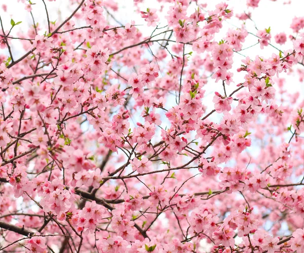 Flor de cerezo — Foto de Stock