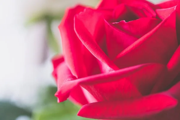 Closeup tiro foco seletivo de uma bela rosa vermelha dentro de casa com um fundo borrado — Fotografia de Stock