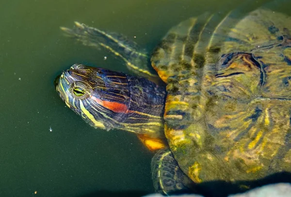 Colpo in testa di una tartaruga in acqua — Foto Stock