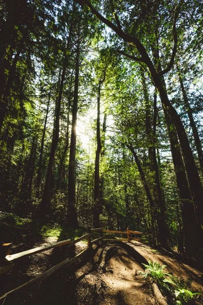 Tall trees near a wooden fence on a sunny day in Redwoods of Muir Woods in Marin, California — Stock Photo, Image