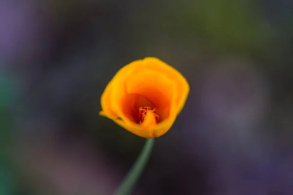 Fechar-se de uma bela flor de tulipa laranja florescendo — Fotografia de Stock