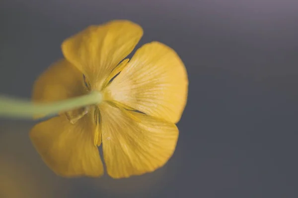 灰色の背景に黄色のカリフォルニアポピーの花のクローズアップショット — ストック写真