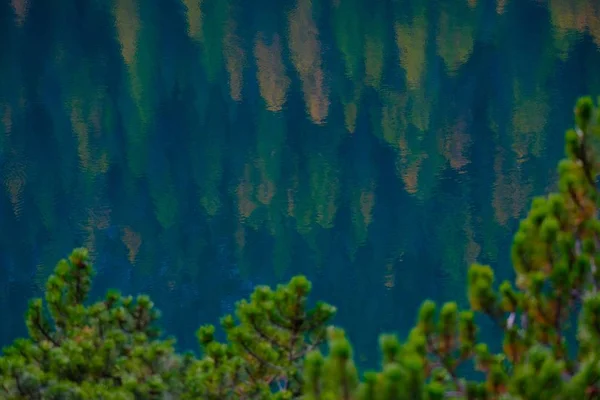 Озеро, отражающее деревья на берегу возле растений — стоковое фото