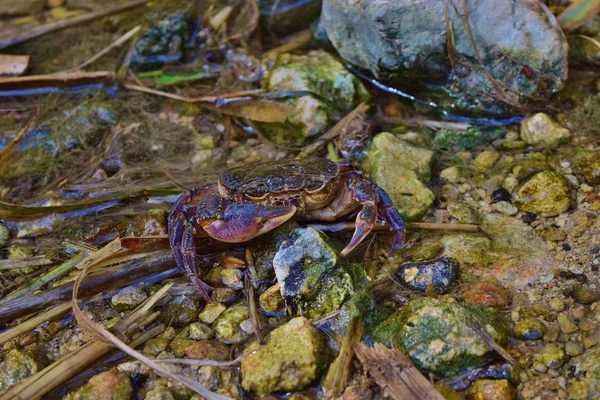 Caranguejo de água doce maltês ameaçado de extinção, Potamon fluviatile, em fluxo de água . — Fotografia de Stock