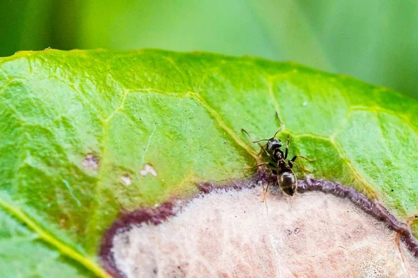 Extreme närbild makrofotografering av en insekt på ett grönt stort löv — Stockfoto