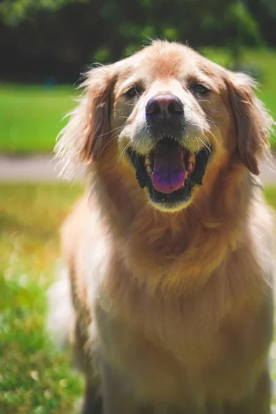 在金门公园，Sf Ca的一天，一只微笑的金毛猎犬的垂直拍摄 — 图库照片