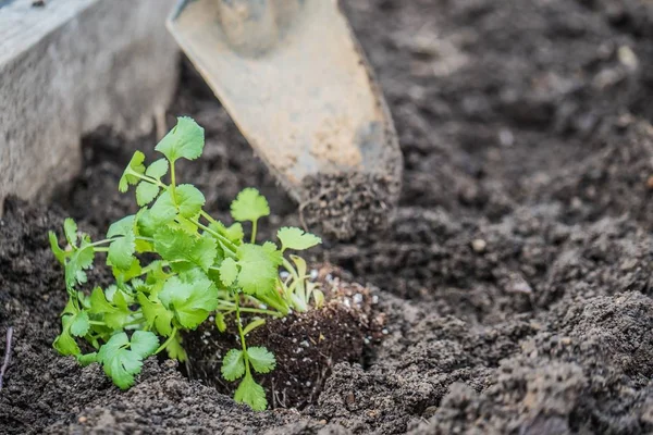 Närbild skott av en anläggning i trädgården med en spade i bakgrunden — Stockfoto